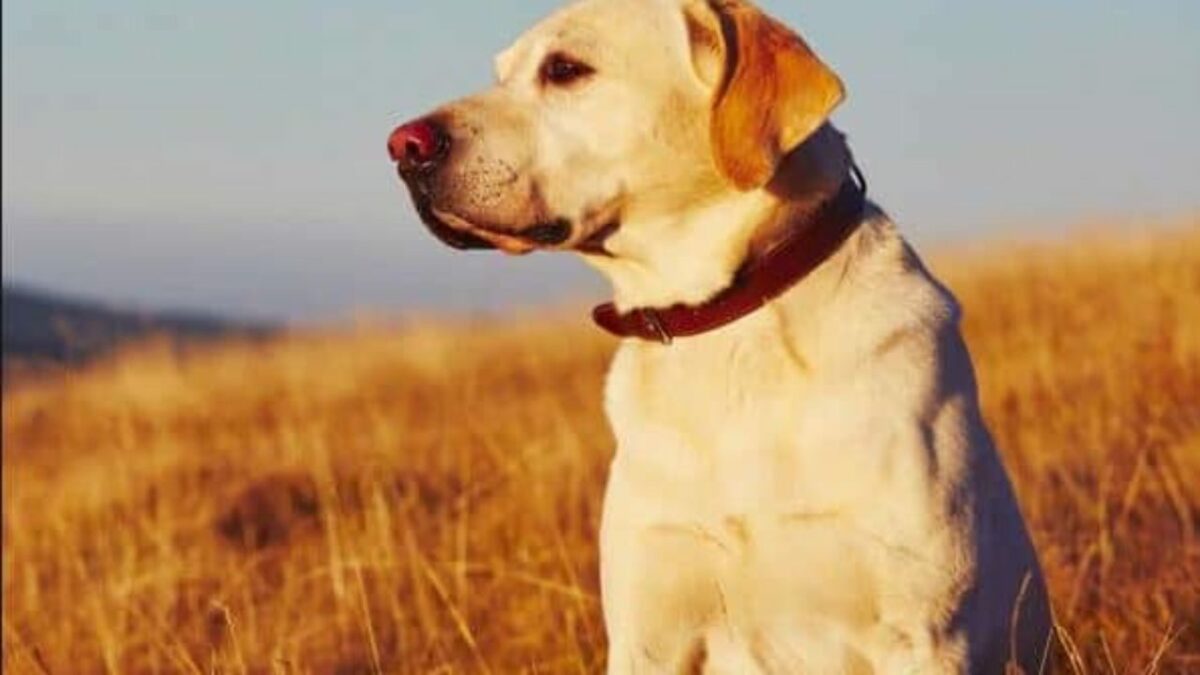 filmes de cachorro