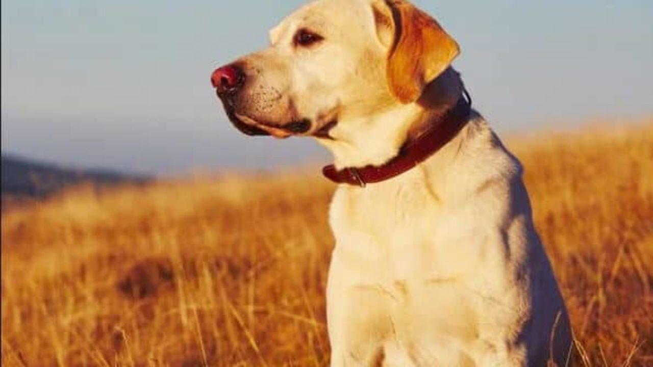 Lei maus-tratos animais: conheça e denuncie 1 filmes de cachorro