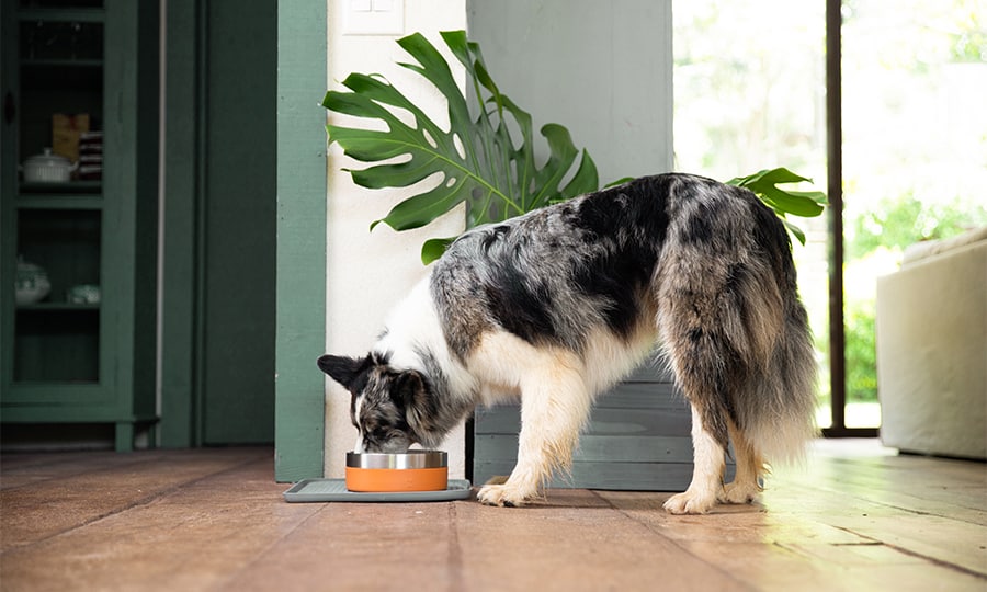 Cachorro comendo o alimento Zee.Dog.