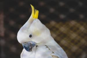 Cacatua de estimação: conheça as características dessa ave alegre e brincalhona