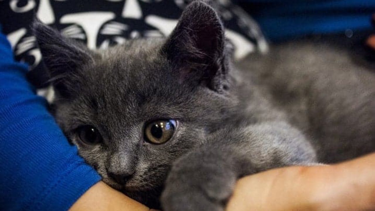 Um pequeno gatinho cinza descansa depois dos jogos