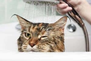 Como dar banho em gato arisco sem estresse!