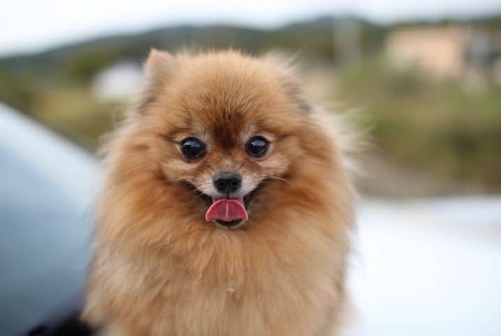 como dar banho em lulu da pomerania inicio