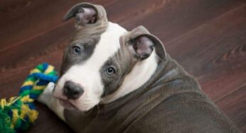 Saiba como deixar Pitbull forte de maneira saudável!