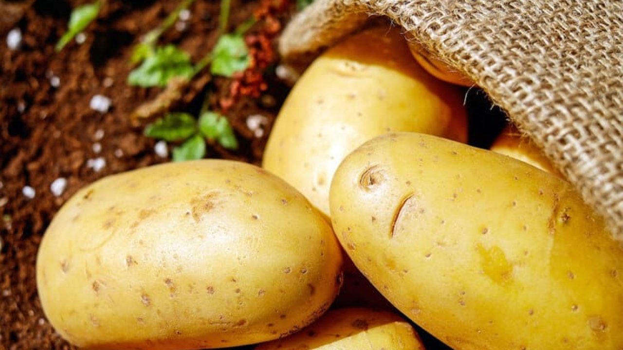Como plantar batata? Confira algumas dicas | Petz