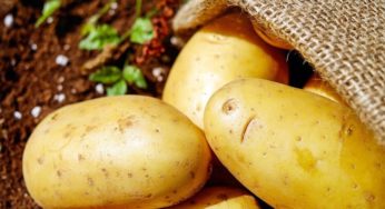 Hamster pode comer batata? Saiba mais sobre a alimentação do seu pet!