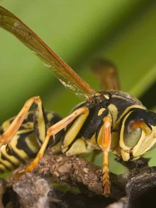 tipos de vespa interna 2