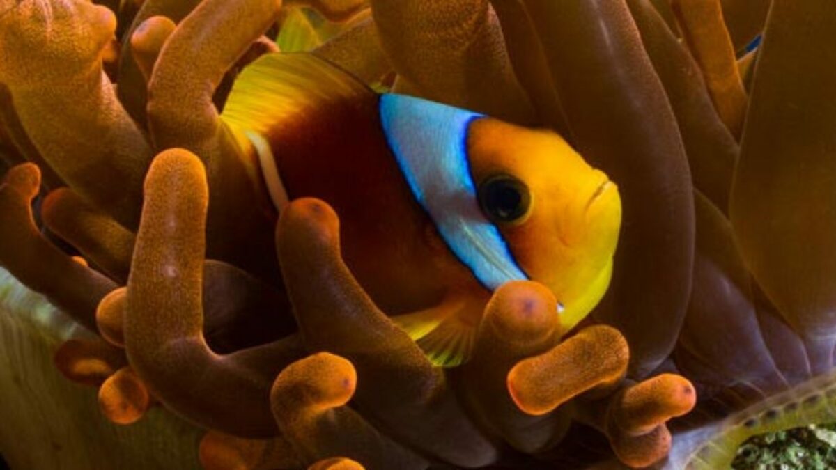 peixe palhaço