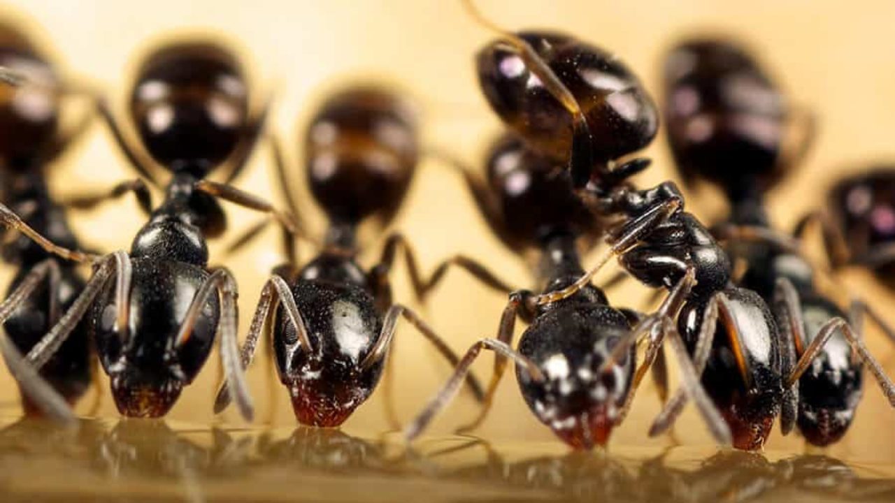 Acabar com formigas: 7 melhores formicidas (+ dicas extras)