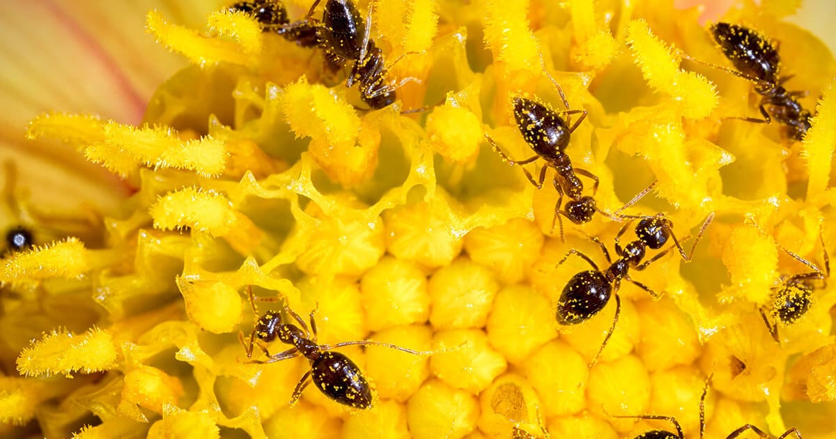 Formiga de estimação: como ter um formigueiro em casa? 2 Formigas em flor.