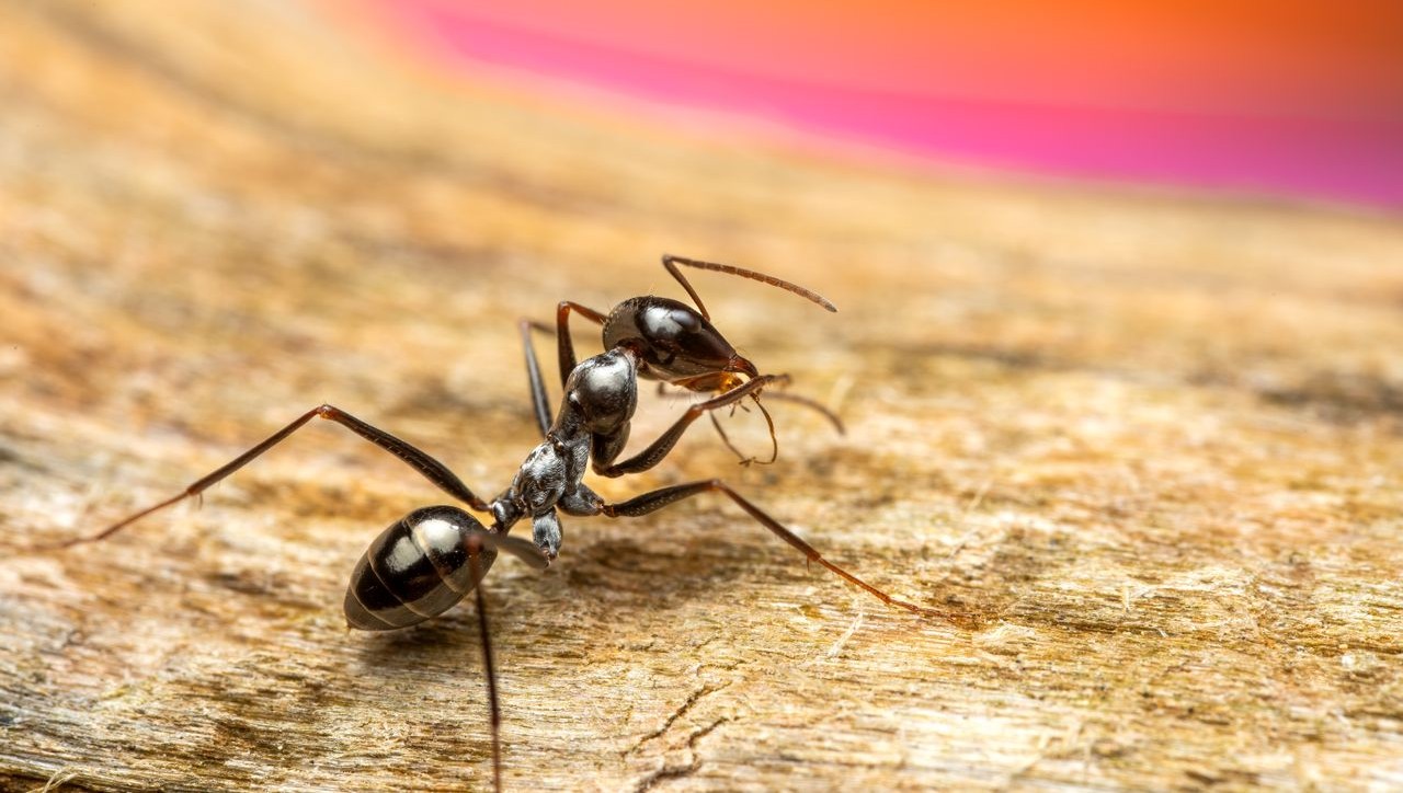 Formiga de estimação: como ter um formigueiro em casa? 3 Formiga em superfície de madeira.