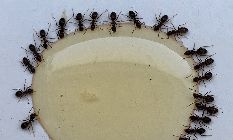 Formiga de estimação: como ter um formigueiro em casa? 1 Formigas ao redor de mel.