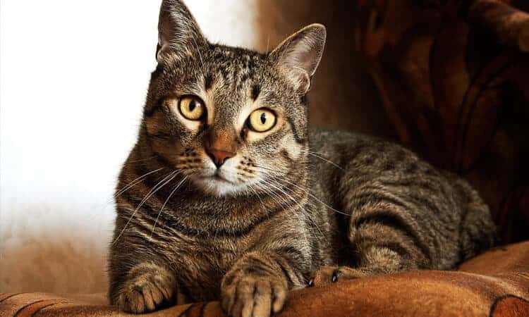 gato rajado olhando para a câmera.
