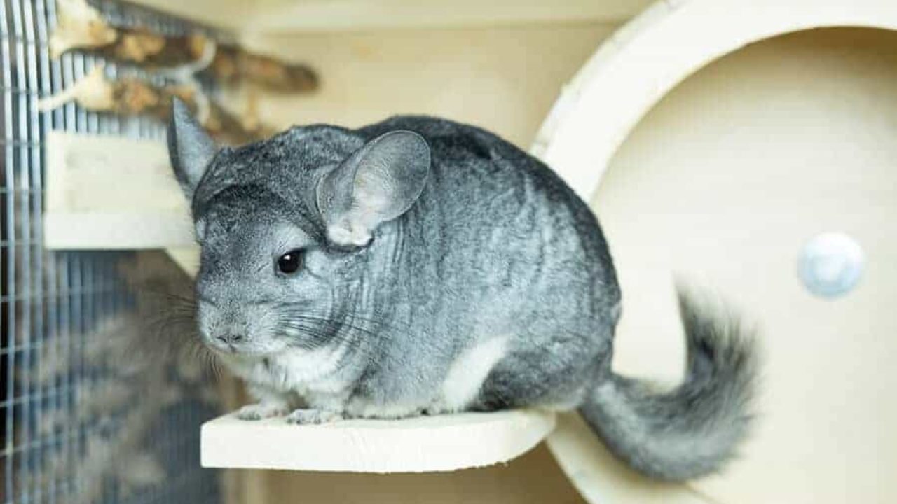 O que a chinchila come? Conheça a alimentação do animal | Petz