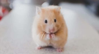 Hamster pode comer almeirão? Saiba quais vegetais são essenciais para uma dieta balanceada