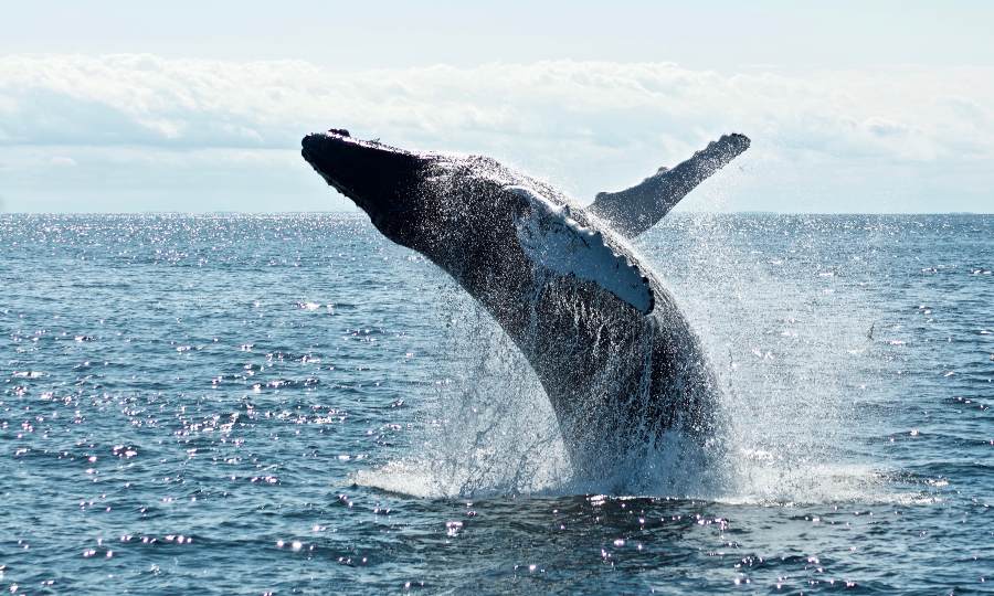 Quanto tempo vive uma baleia? Descubra aqui! | Petz