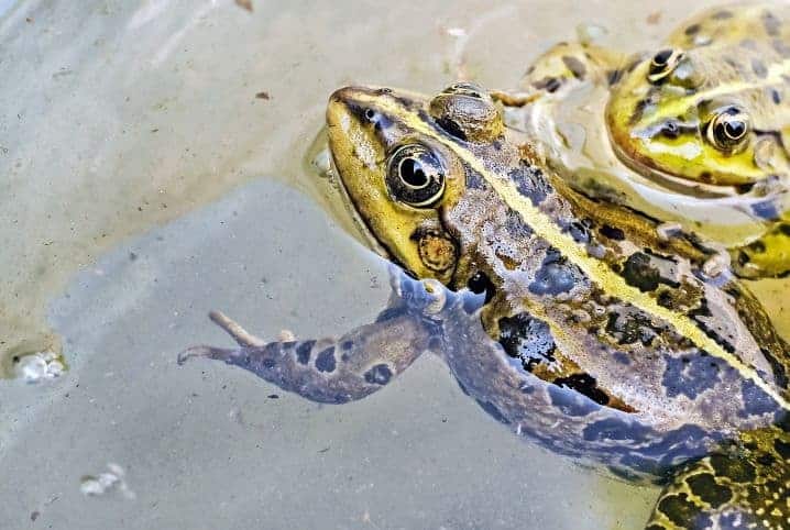 Os insetos podem estar em perigo: o que é que isso significa para