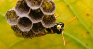 Quais são os tipos de vespas? Conheça as espécies mais populares