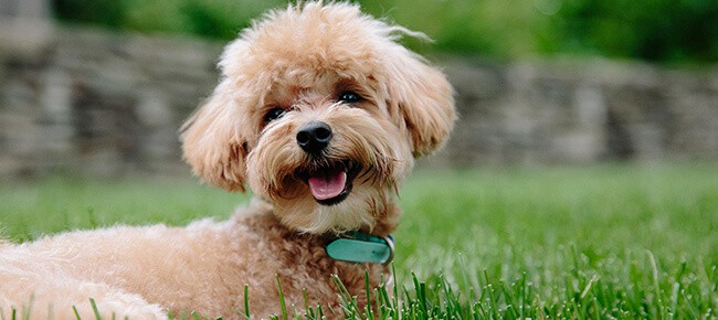 Cachorro com a língua para fora brincando em grama