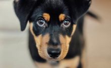 filhote de cachorro pode comer salsicha