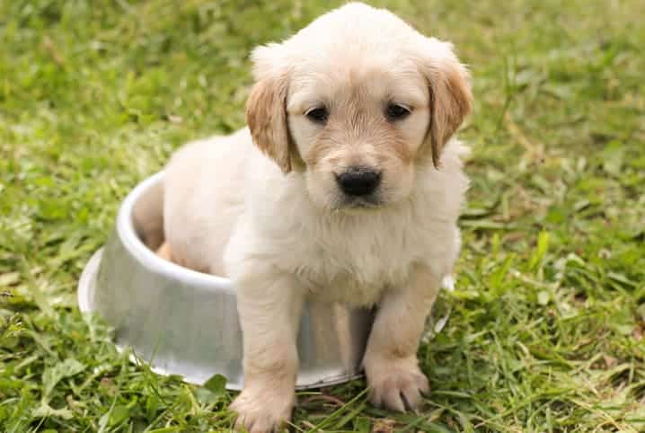 posso dar cenoura para cachorro filhote