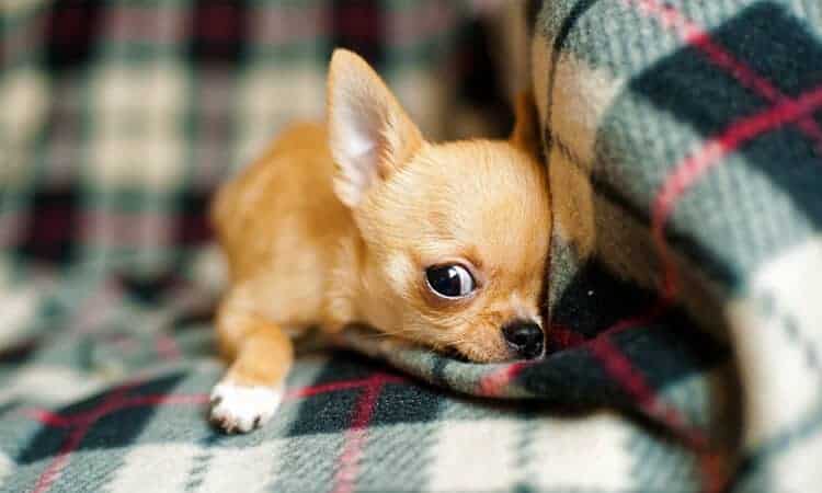 filhote de cachorro pode comer salsicha