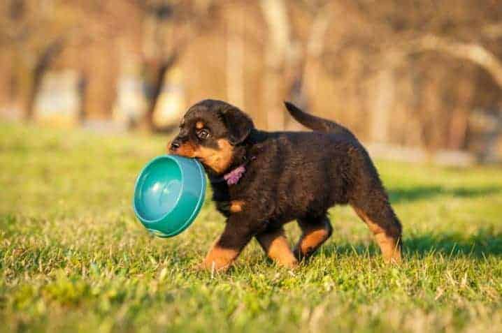 cachorro pode comer pessego com casca