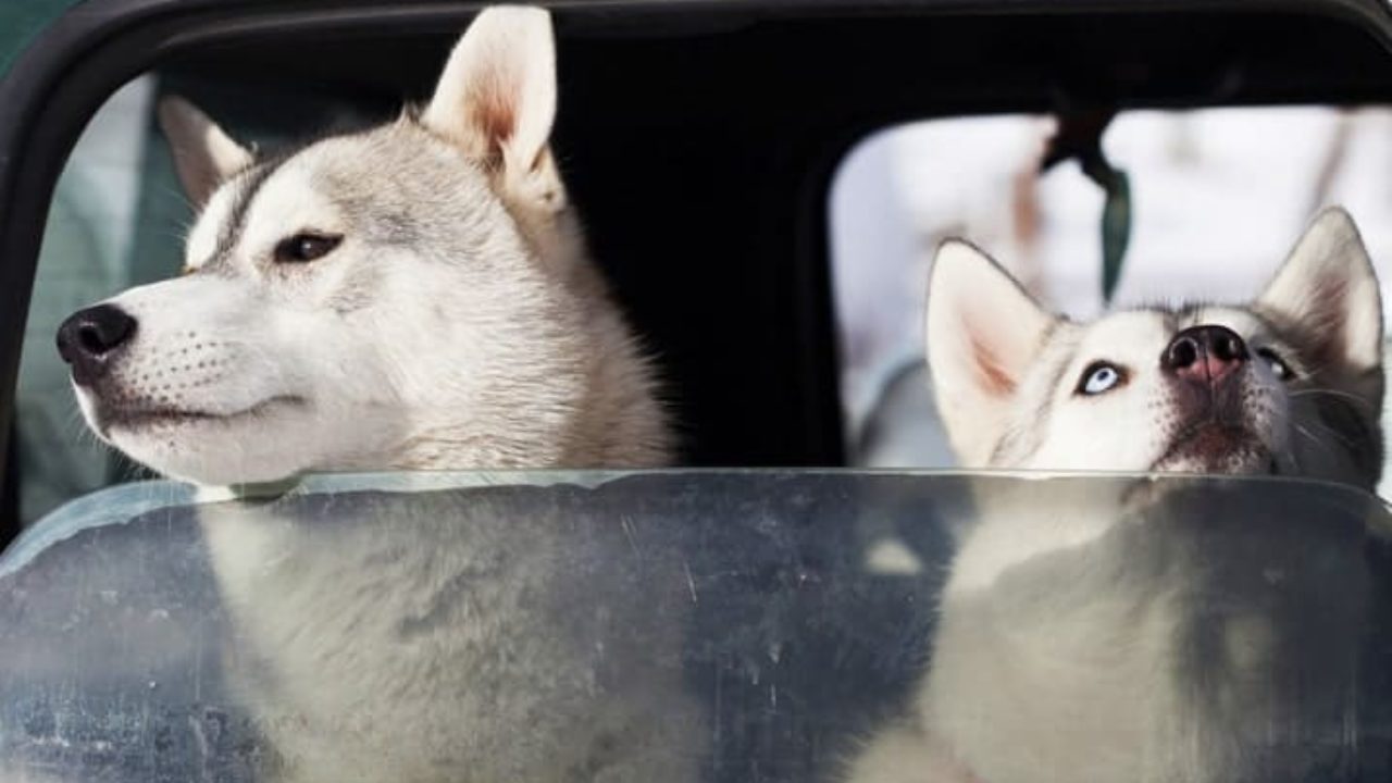 O que fazer quando o cachorro vomita no carro? | Petz