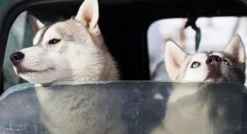Por que o cachorro vomita no carro?
