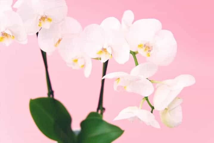Orquídeas brancas em fundo rosa.