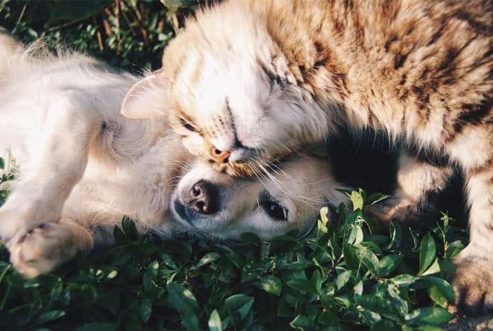 brincadeiras dos gatos – Cão Cidadão