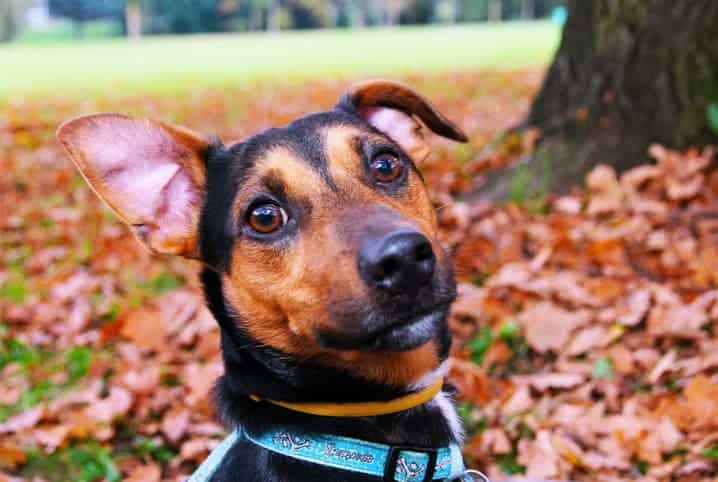 cachorro de orelhas levantadas em campo com folhas secas.