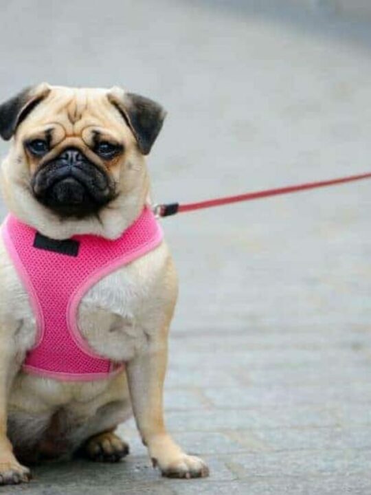 como colocar coleira em cachorro meio