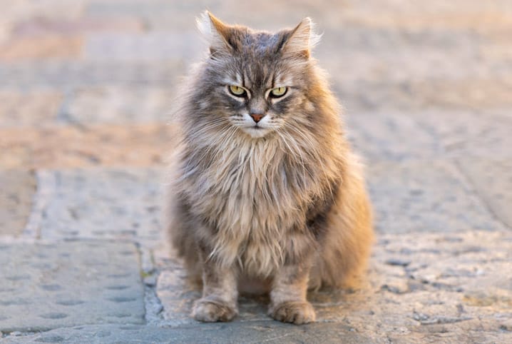 Linguagem corporal do gato: saiba mais sobre o comportamento felino 3 Gato peludo sentado.