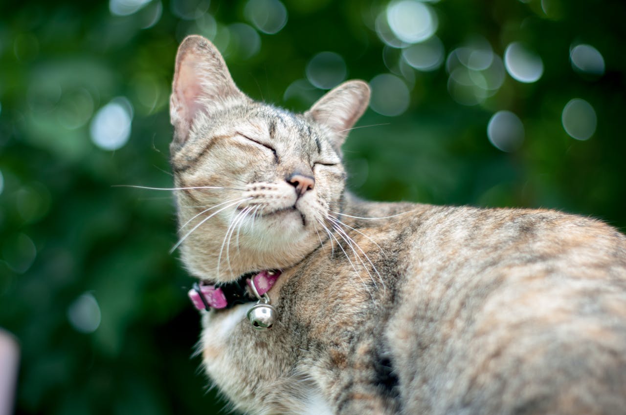 Linguagem corporal do gato: saiba mais sobre o comportamento felino 1 Gato de olhos fechados.