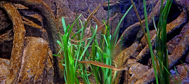 plantas em um aquário