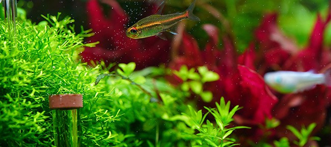 peixe nadando perto de plantas aquáticas