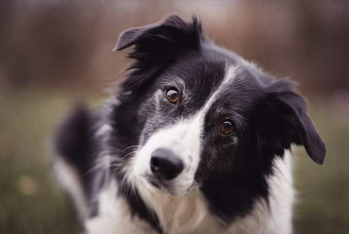 border collie preto e branco