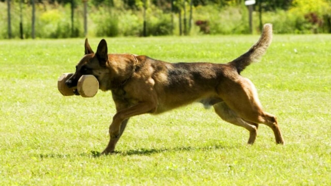 8 fatos sobre cachorros pastores catalães - SERTÃO ALERTA