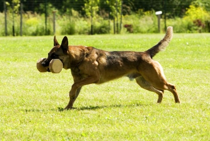 Cães pastores: raças e suas habilidades