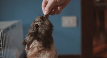 Coelho pode comer berinjela? Quais são os cuidados necessários?