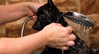 Como dar banho em cachorro com sarna?