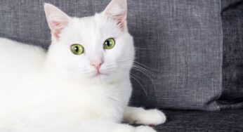Como dar banho em gato que não gosta de água?