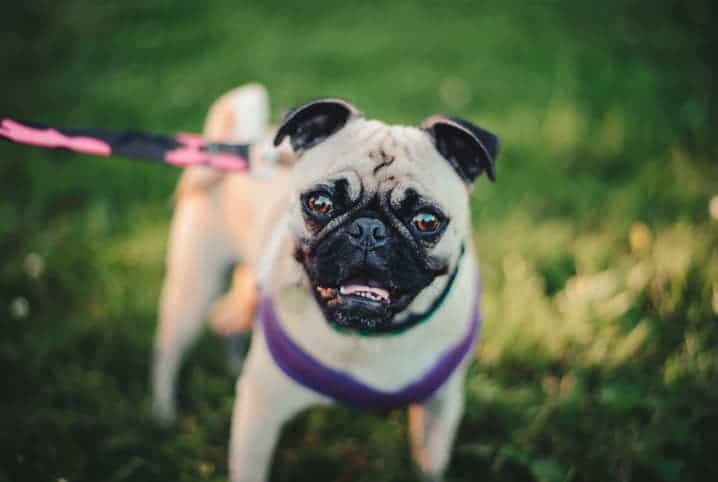 raça de cachorro chines