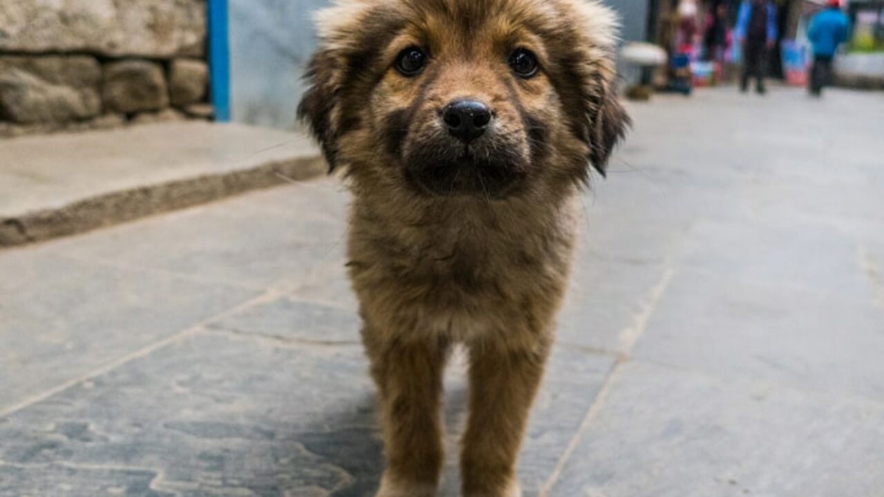 Como resgatar um cachorro de rua? Descubra aqui! | Petz Como resgatar um cachorro de rua? Descubra aqui! | Petz