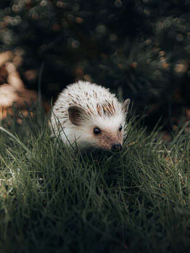 Um pequeno animal com um grande número de pequenos objetos em cima dele.