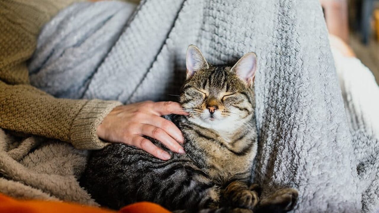 A Gazeta  No Dia Mundial do Gato, assista aos vídeos mais populares do