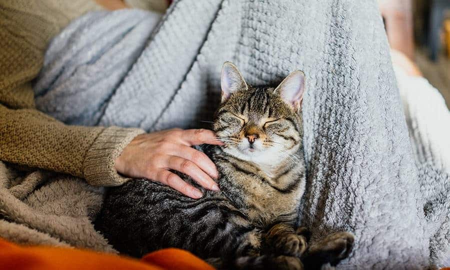 dia internacional do gato3