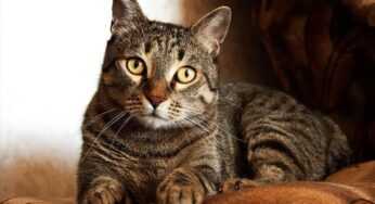 Gato lambendo o dono: entenda melhor esse comportamento!