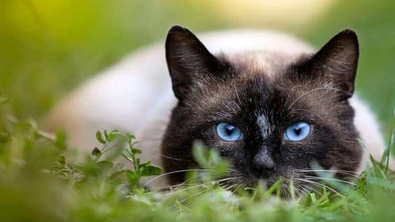 Saiba quantos dias um gato pode ficar desaparecido | Petz